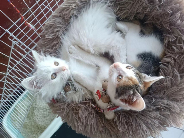 【领养猫咪】：本人家有两只猫咪