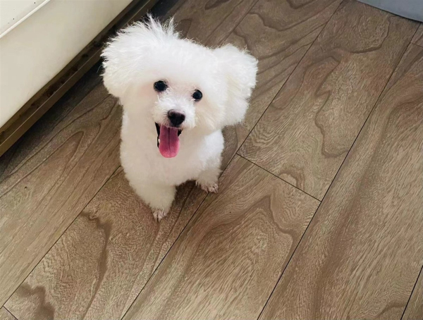 【寻狗】在雍华府附近和美苑小区走丢