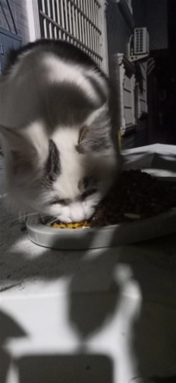 西苑小区后面有只黑白相间的长毛猫咪，我投喂近一年了，马上冬天