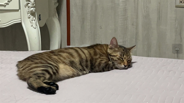 寻猫启示  我家咪咪于11月17号下午走失