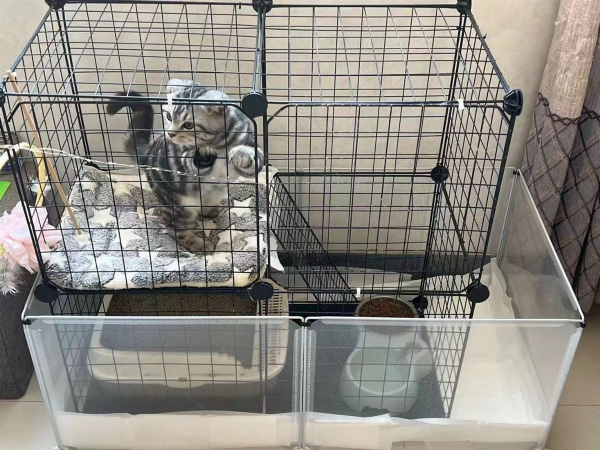 本人现有一只折耳猫1200元对外出售，送笼子、猫粮、猫砂