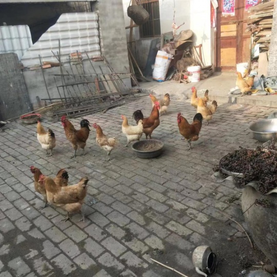 现有家里老人散养的土公鸡9只，每只4斤多，没有那么多的麸皮喂