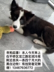寻狗启事！如图